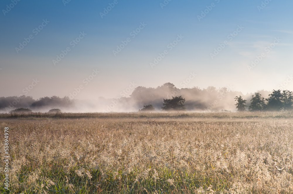 misty sunny morning over meadow