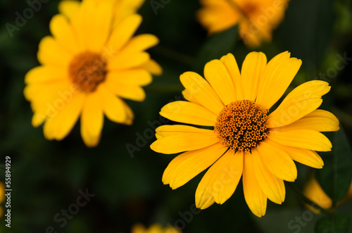 Large yellow buds pyrethrum Anacyclus