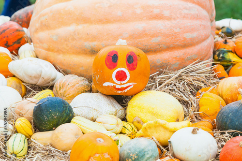 Pumpkins with different colours in the field