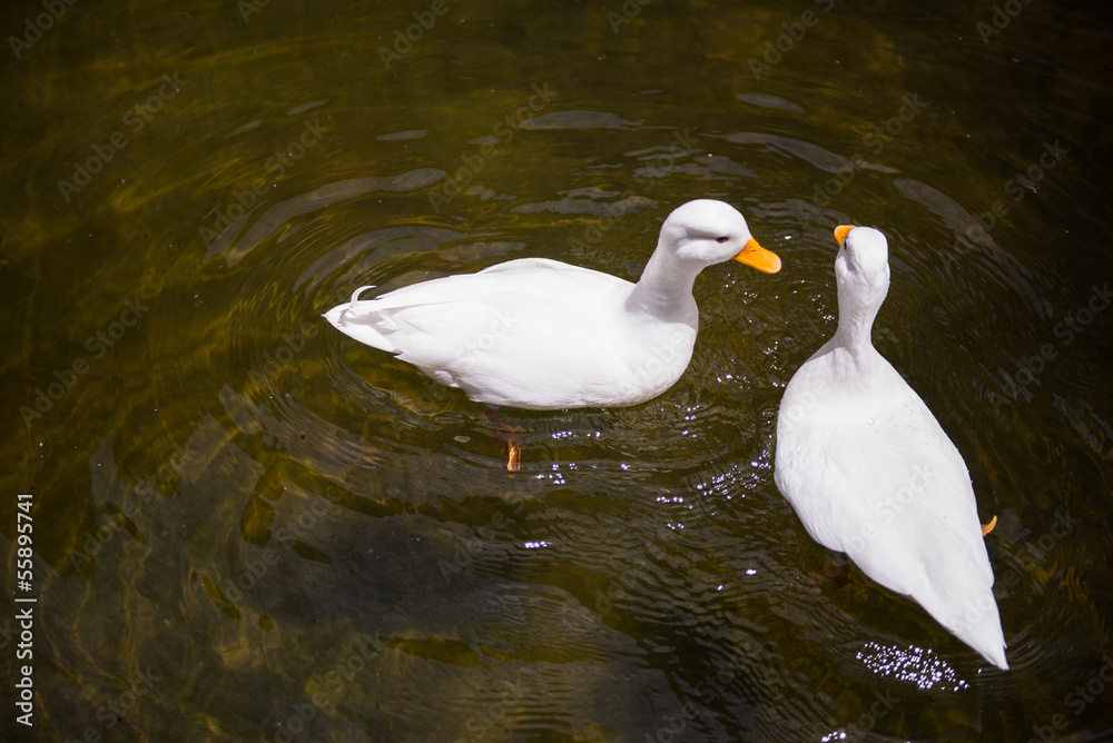 Fototapeta premium Two White ducks in the pond