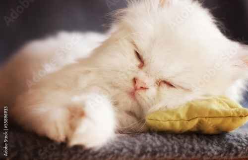 Adorable kitten sleeping