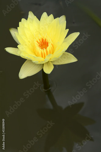 Full Blossom Lotus.