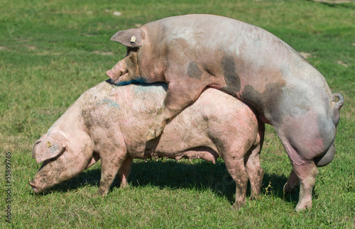 Fotografija Pigs mating on farm