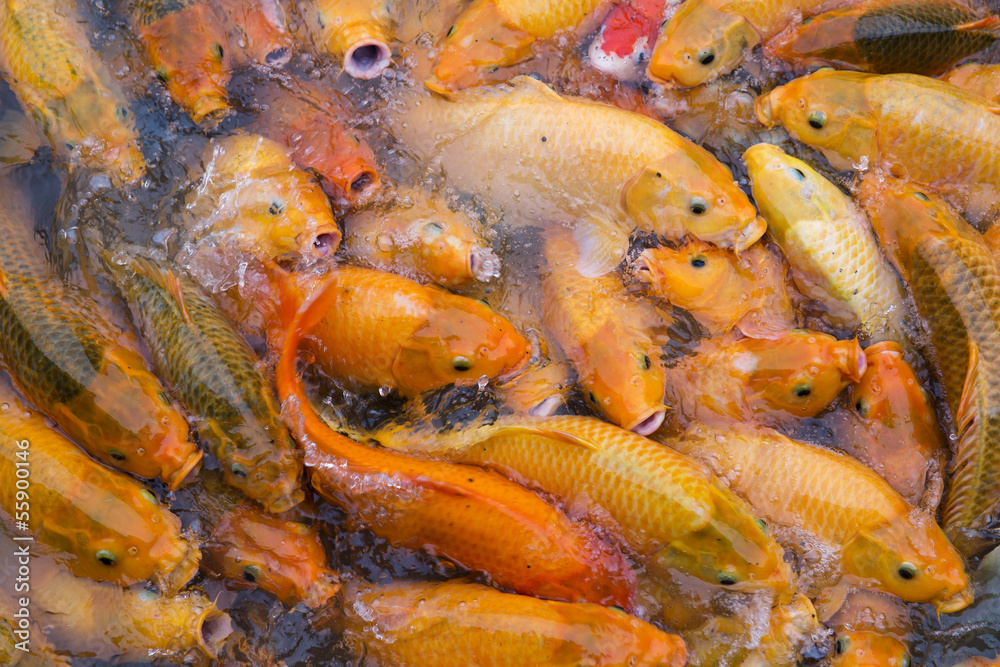 Carp in the river in Wuzhen, China Carp in the river in Wuzhen, China