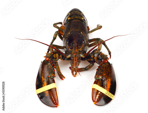 Living lobster