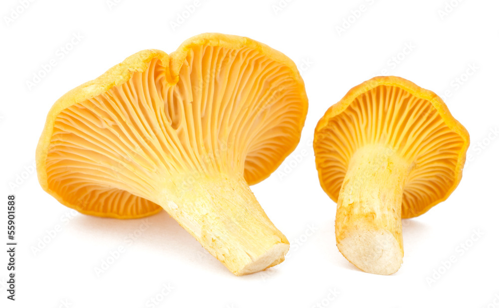 Yellow chanterelle isolated on white background Yellow chanterelle isolated on white background