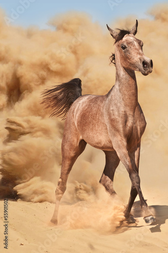 Horse run in desert