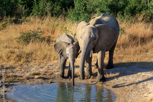 Elephant Mother and Calf at Waterhole