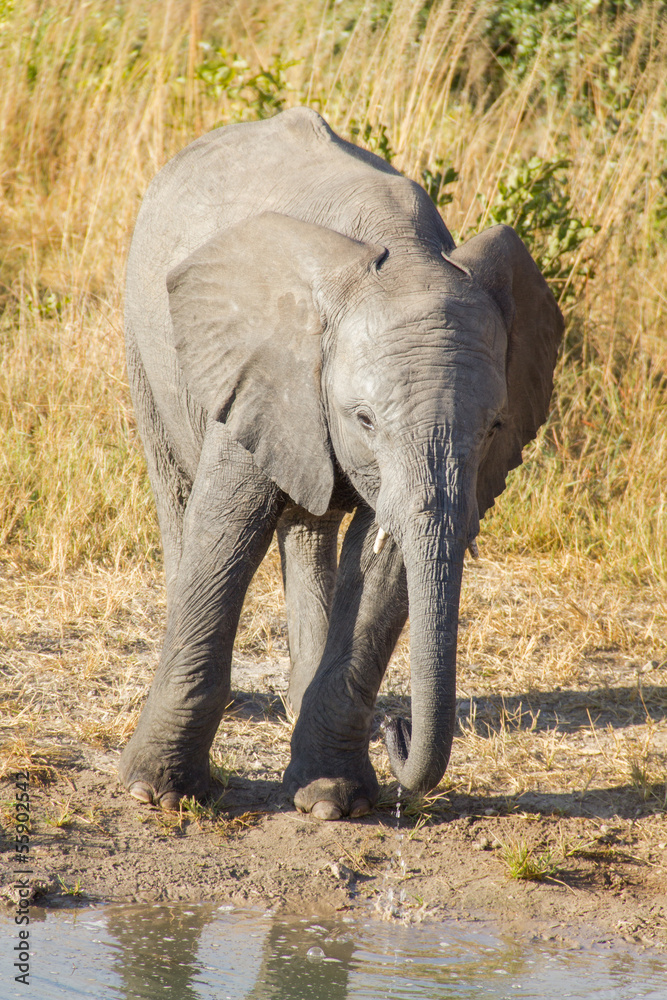 Fototapeta premium Elephant Baby Drinking