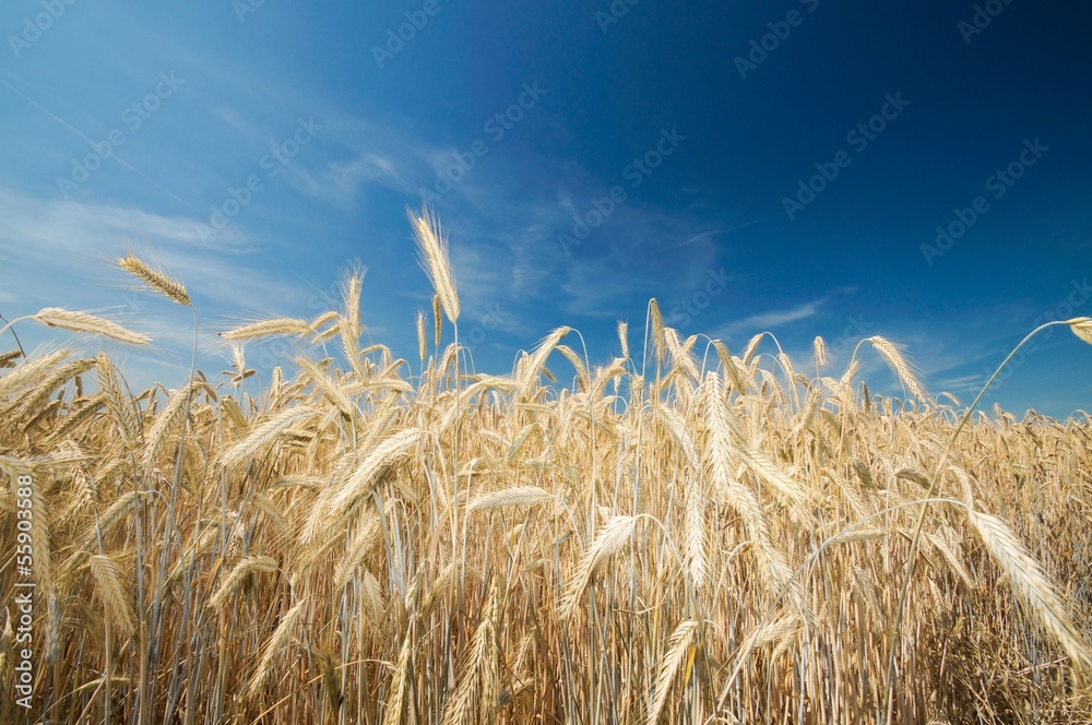 Obraz premium Getreidefeld, Getreideähren