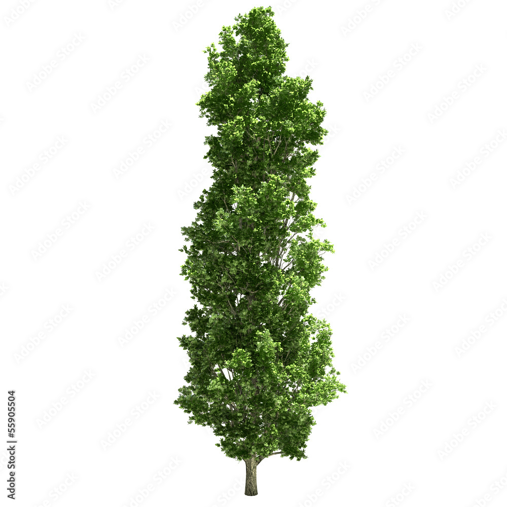Fototapeta premium Poplar Tree Isolated