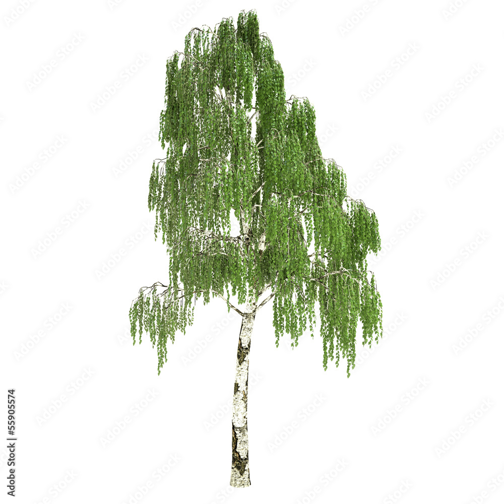 Obraz premium Tall Russian Birch Tree Isolated