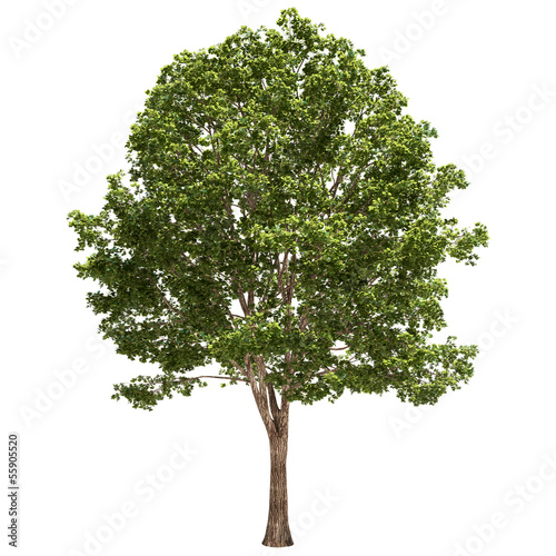 Basswood Tree Isolated