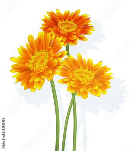 Fototapeta Naklejka Na Ścianę i Meble -  Flowers. Vector.
