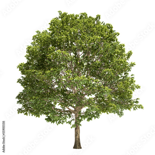 Hornbeam Tree Isolated