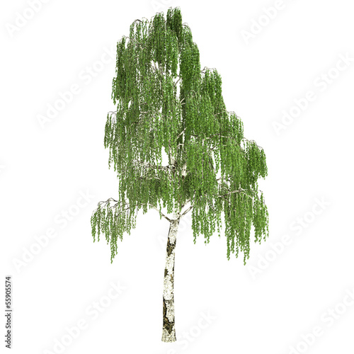 Tall Russian Birch Tree Isolated