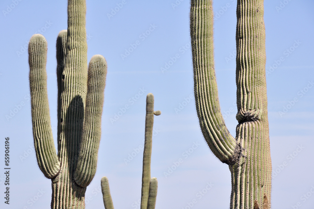 Saguaro cactus, Organ Pipe Cactus National Park, Arizona