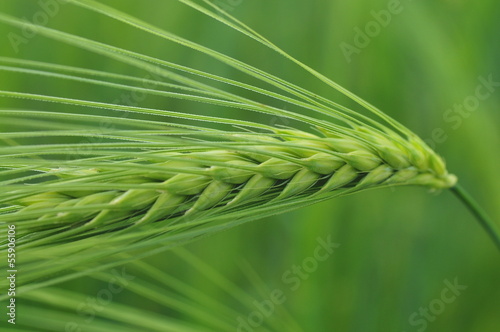 Barley ear