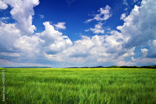 Beautiful landscape with green meadow and cloudy sky. Compositio