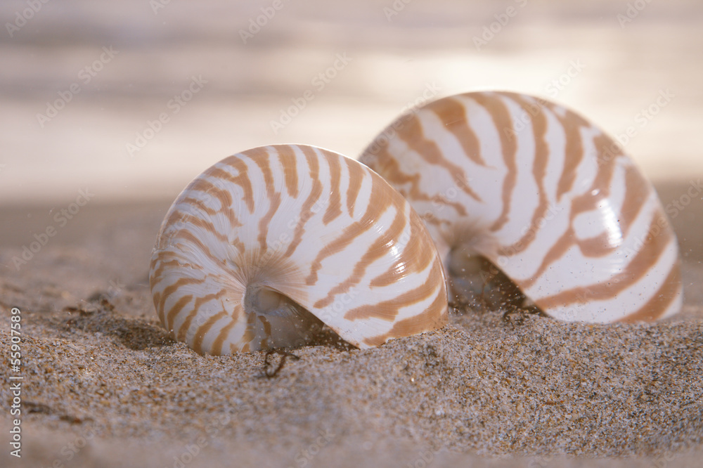 two nautilus shells on beach, sunrise and tropical sea two nautilus shells on beach, sunrise and tropical sea