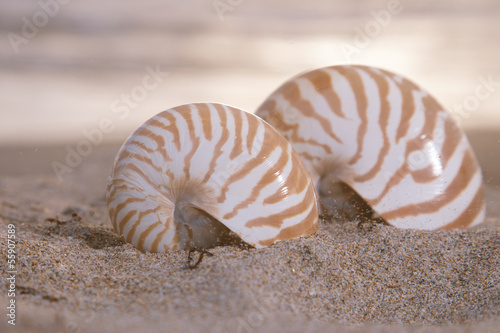 two nautilus shells on beach, sunrise and  tropical sea