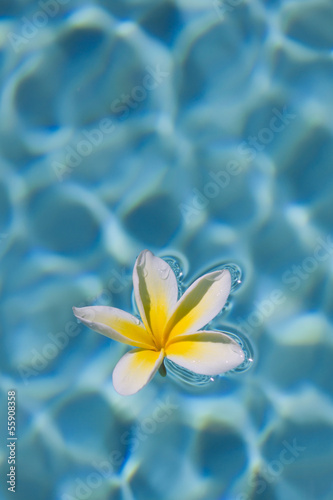 Plumeria in Water © sumikophoto