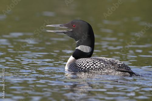Common Loon Calling to its Mate
