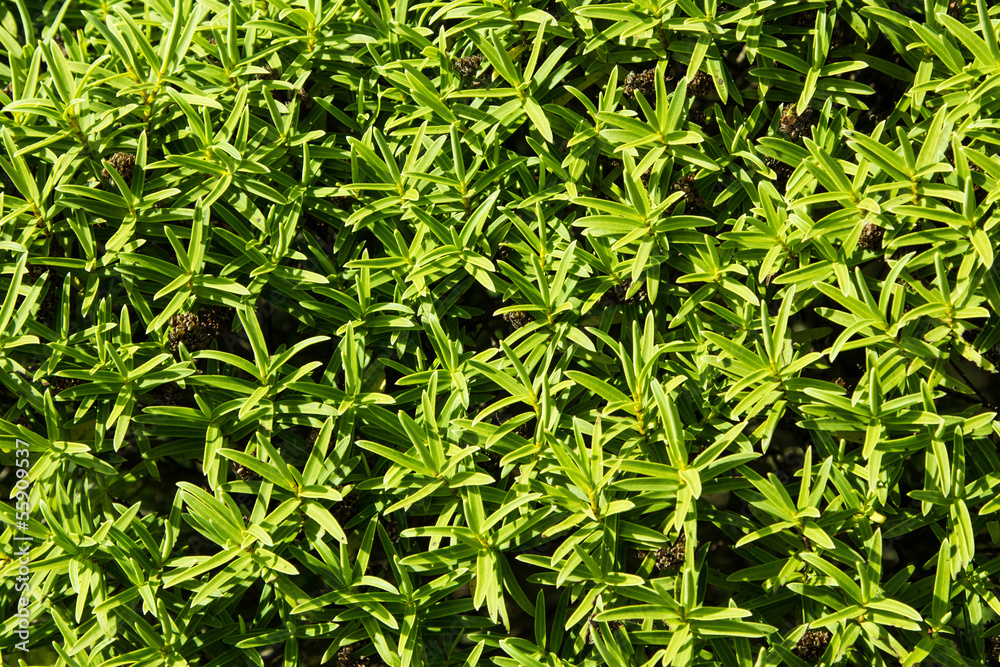 Nature Texture Nature Texture