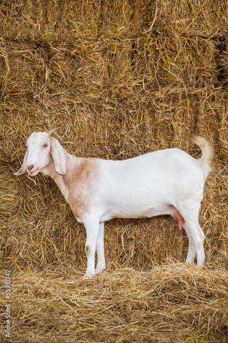 Goat in farm