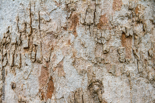 Texture tree bark of yang( Dipterocarpus alatus Roxb ).