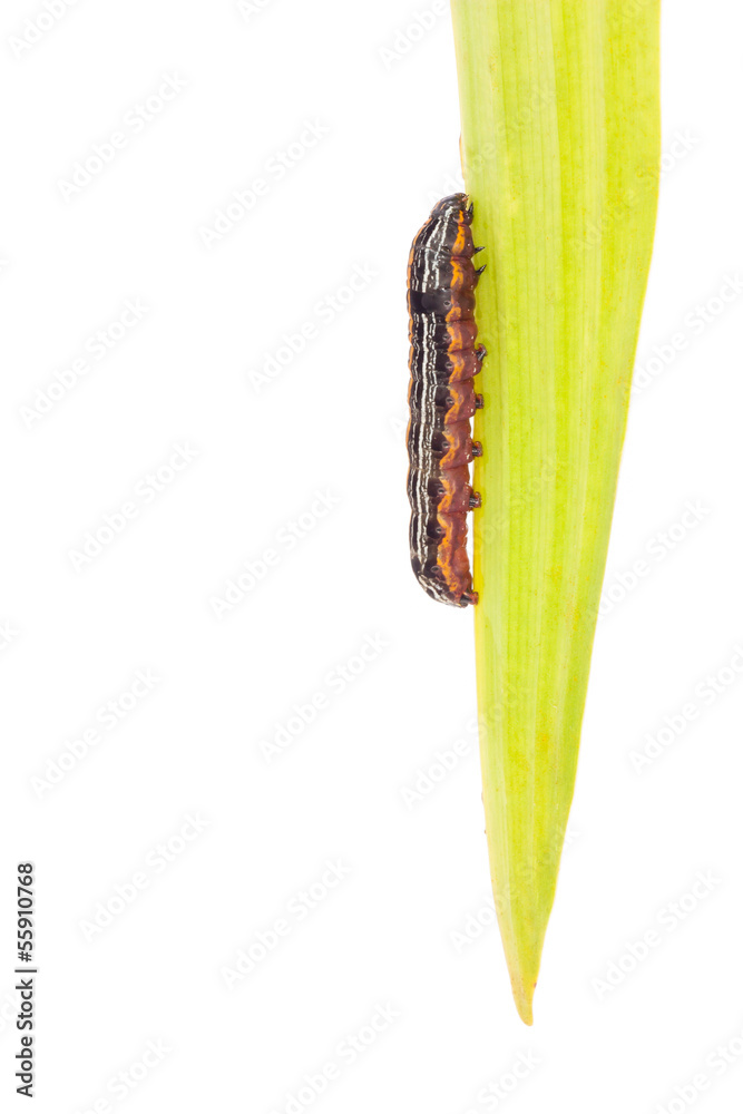 Fototapeta premium butterfly caterpillar larva