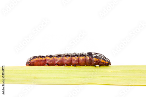 butterfly caterpillar larva