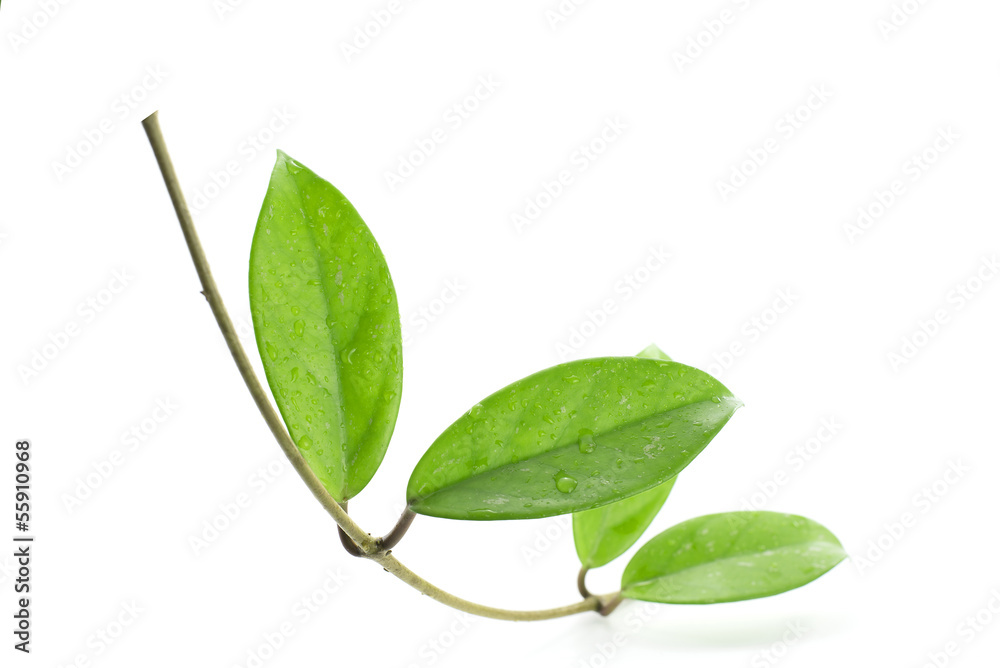 Obraz premium Ornamental plants