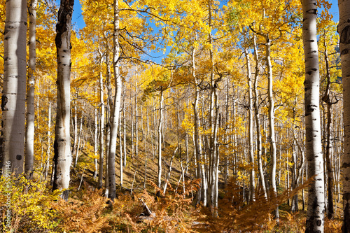 Aspen Trees In Fall Colorado Mountains