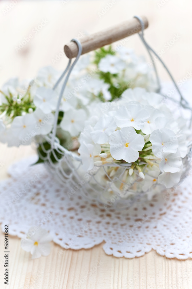 Phlox Phlox