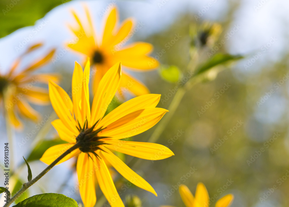 yellow flower