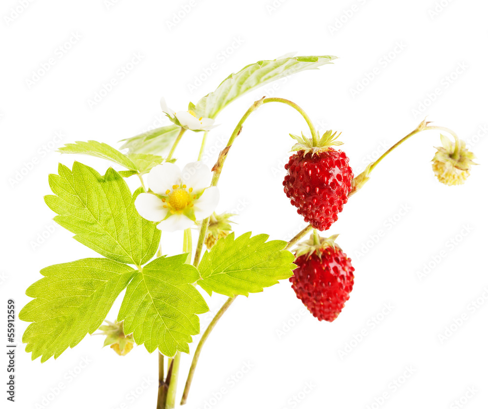 Ripe Strawberry isolated on a white background Ripe Strawberry isolated on a white background
