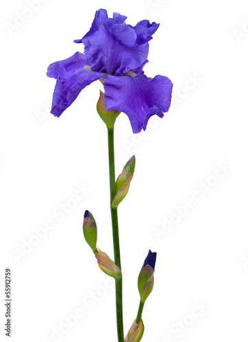blue iris isolated on white background © Diana Taliun