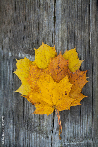 autumn maple leafs on wooden background