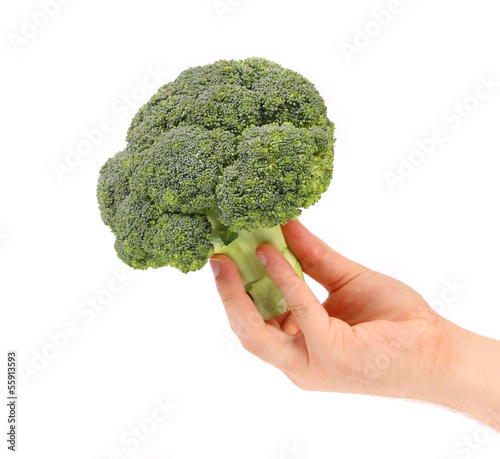 Hand holds fresh broccoli.