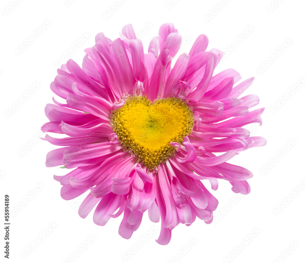 pink daisy with heart shape