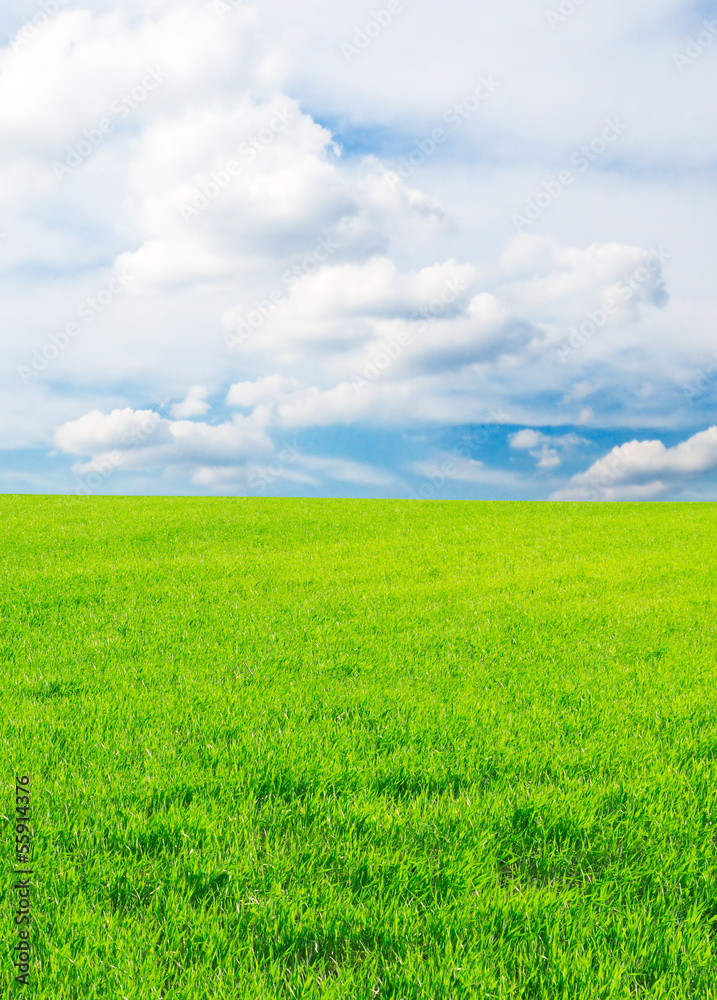 Obraz premium green grass on spring field