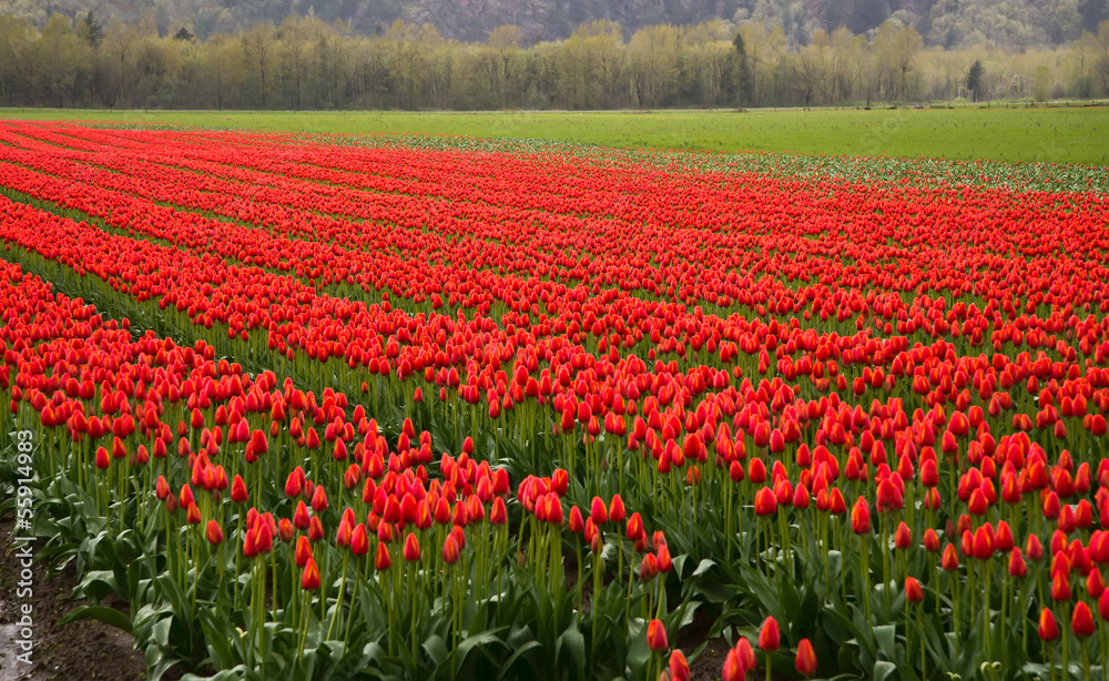 Many Rows of Red Tulips