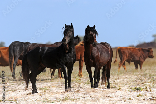 Horses in the southern steppes © kyslynskyy