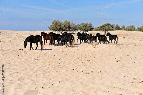 Horses in the southern steppes