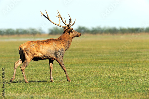 Deer in the southern steppes