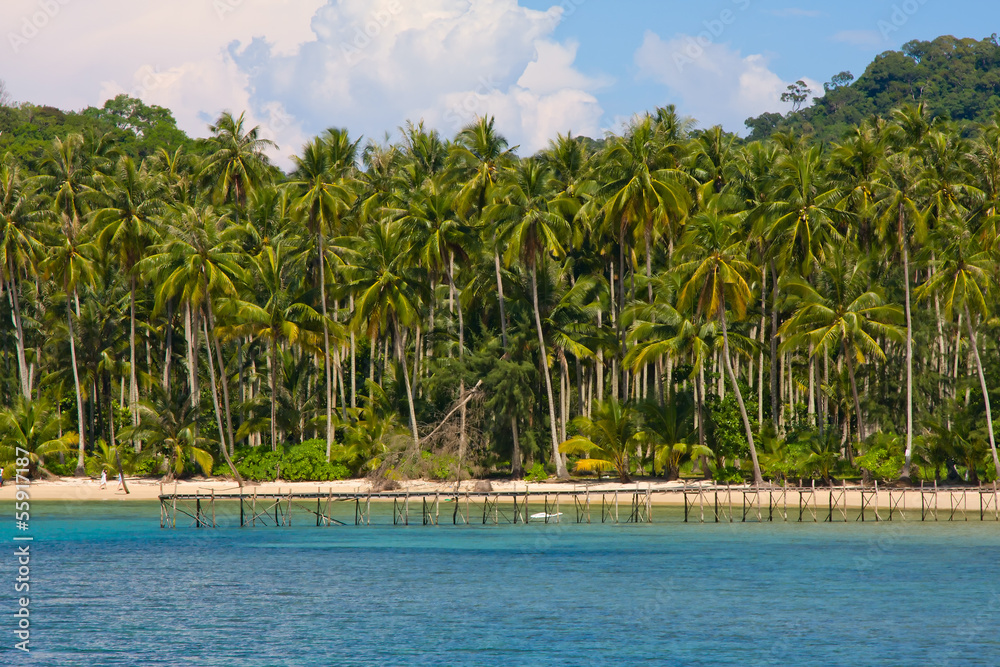 Obraz premium Coconut tree on the beach, Thailand