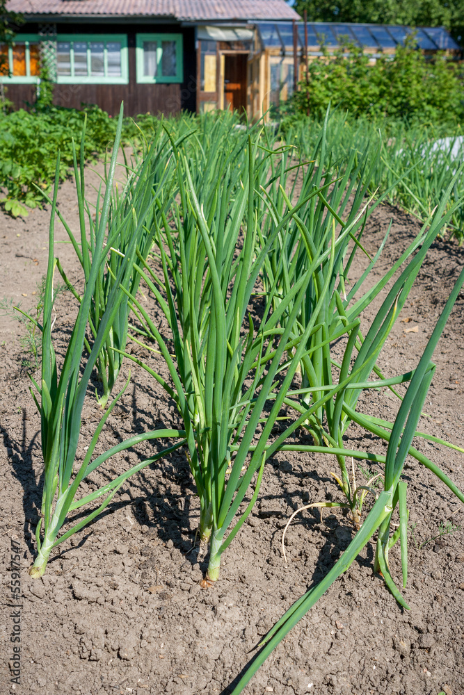 Obraz premium Green onion