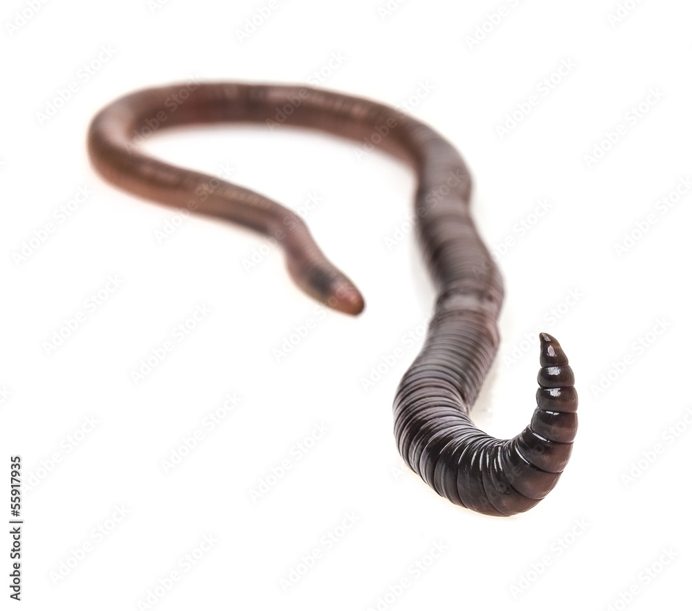earthworm on a white background earthworm on a white background