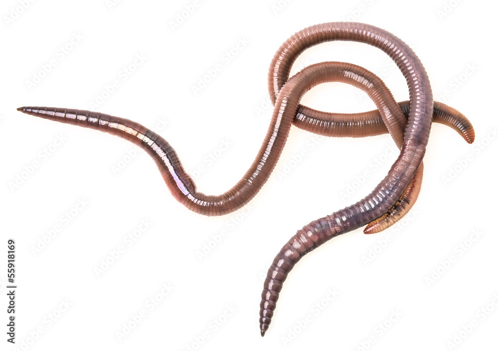 Fototapeta premium earthworms on a white background